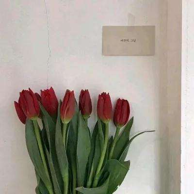 宾果萌萌消最新版下载